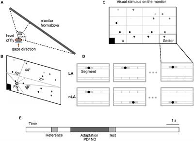 Disentangling of Local and Wide-Field Motion Adaptation